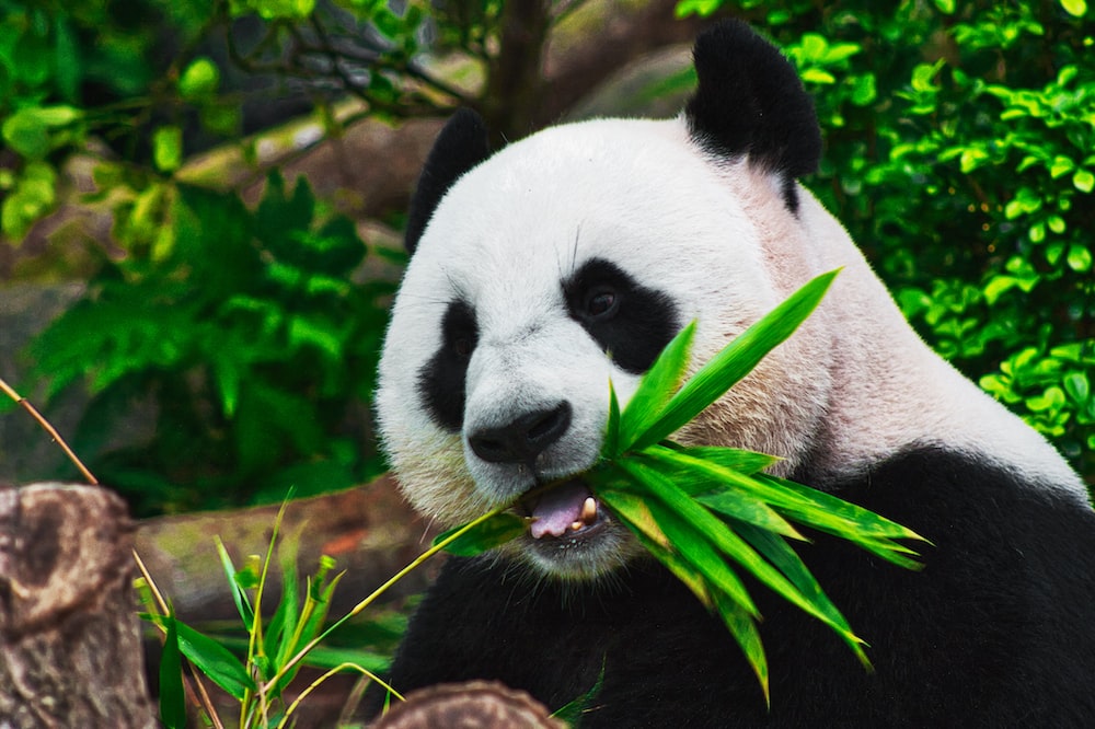 Tại sao thú ăn thực vật thường phải ăn số lượng thức ăn rất lớn?